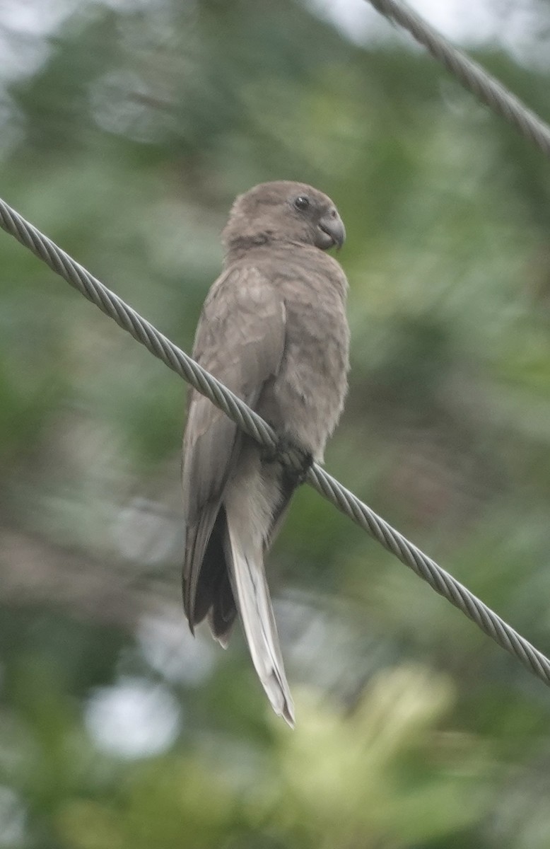 Seychelles Parrot - ML622350112