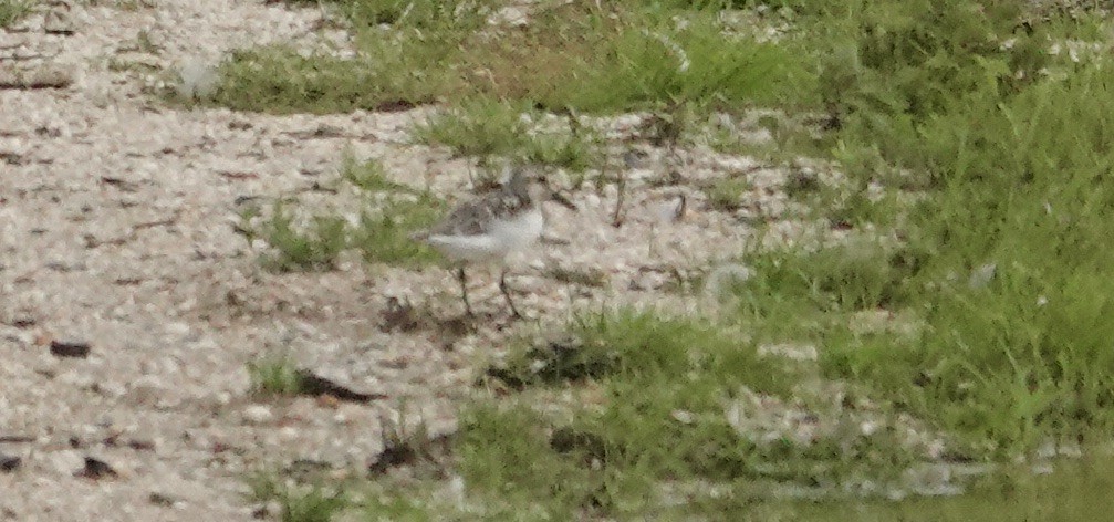 Sanderling - Julie Smith