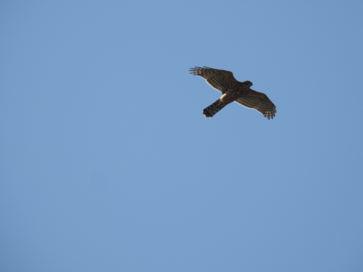 Eurasian Goshawk - ML622350228