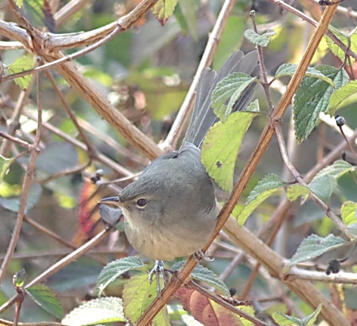 Malagasy Brush-Warbler - ML622350263