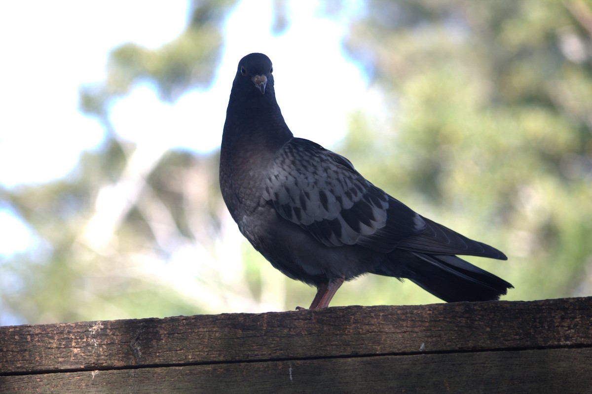 Rock Pigeon (Feral Pigeon) - ML622350282