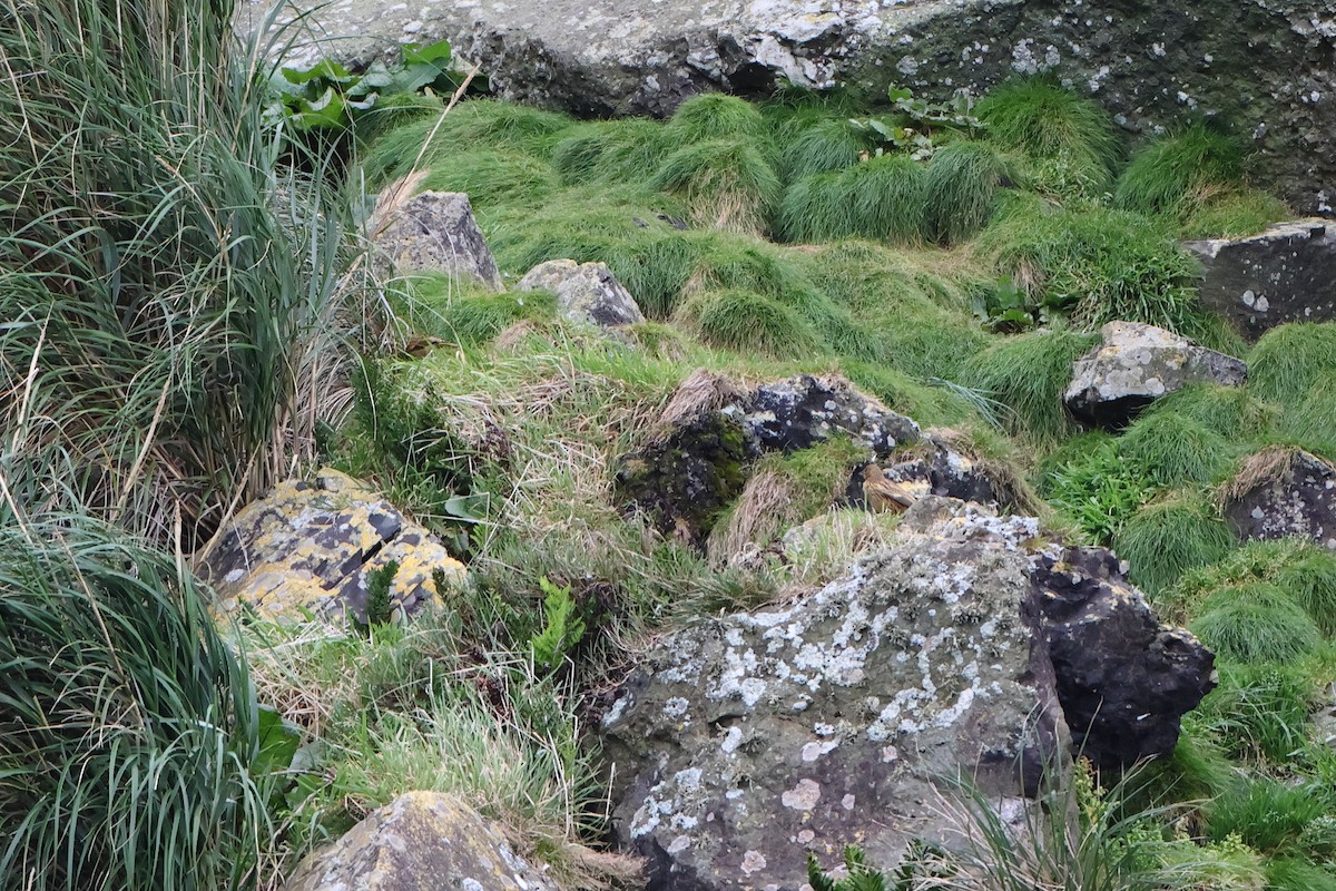 Gough Island Finch - ML622350317