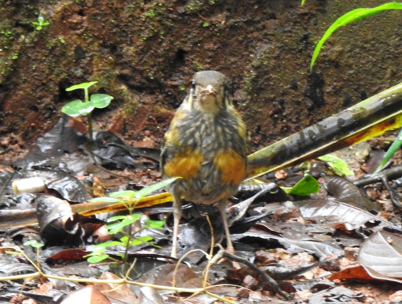 Orange-headed Thrush - ML622350346