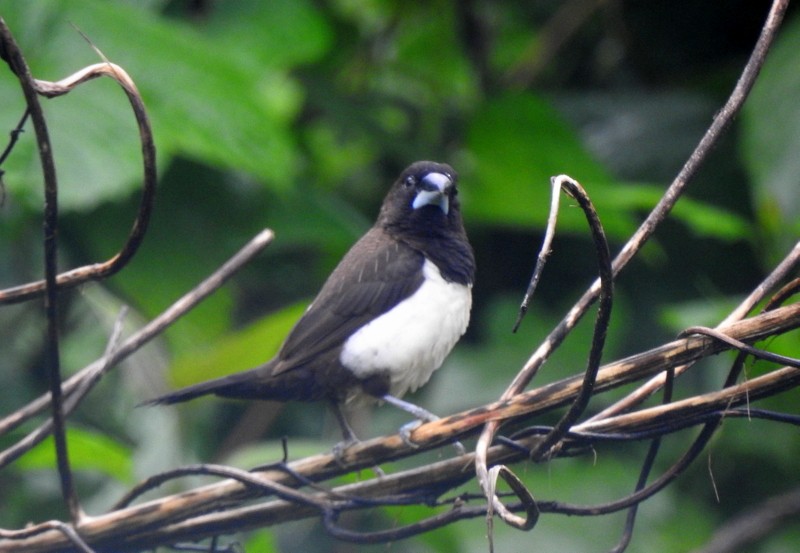 White-rumped Munia - Rajaneesh  Ghadi