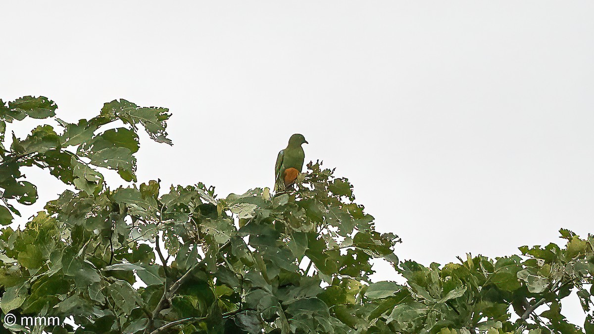 Ptilope à ventre orange - ML622350399