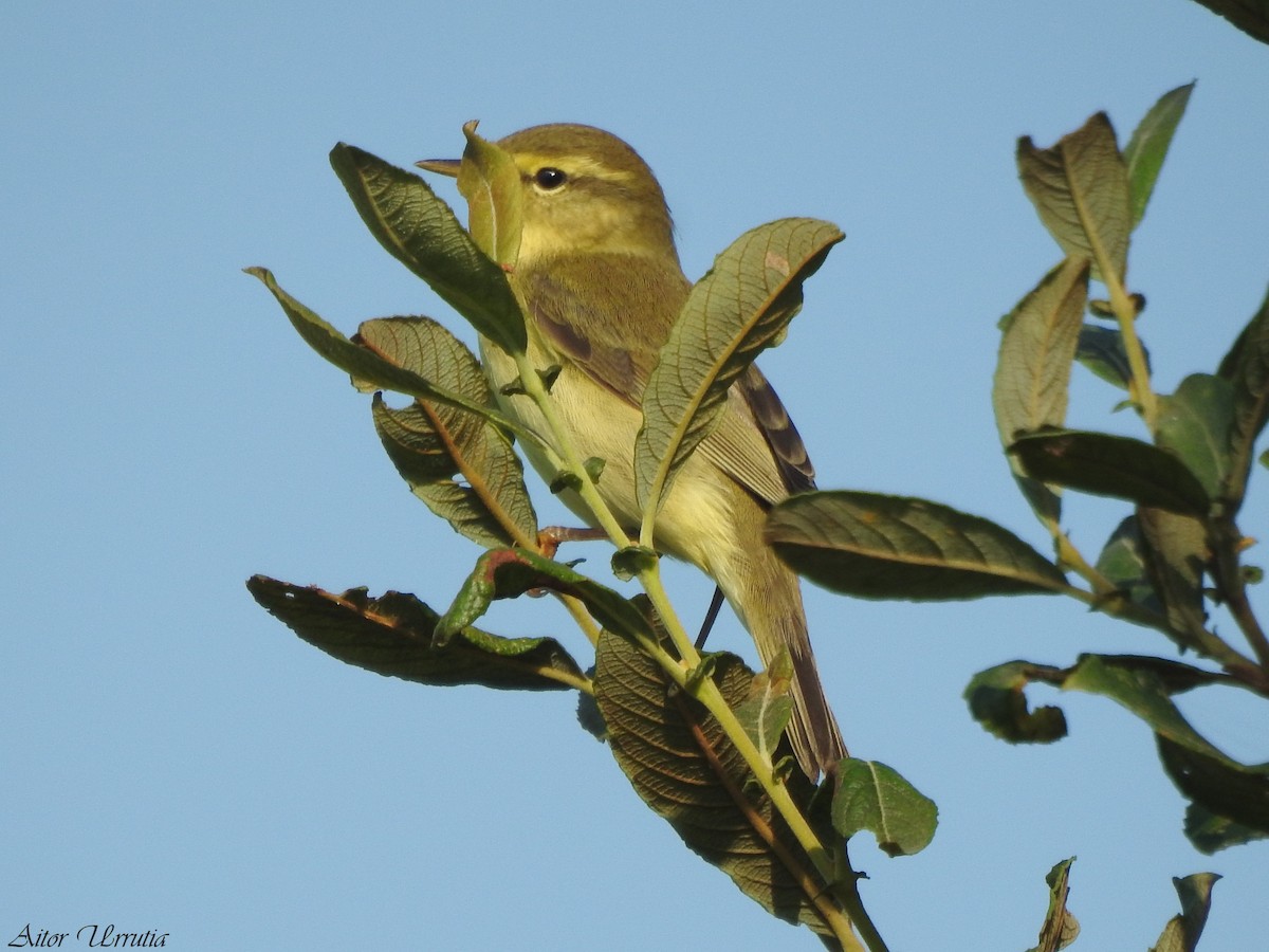 Willow Warbler - ML622350427