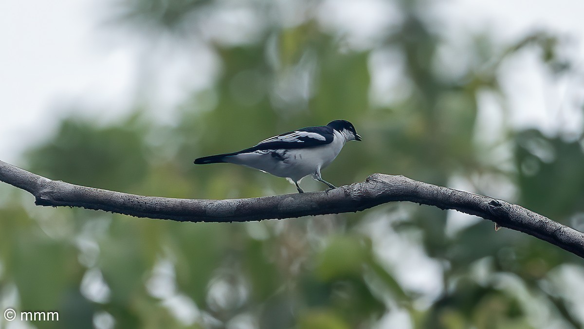 マユグロナキサンショウクイ - ML622350431