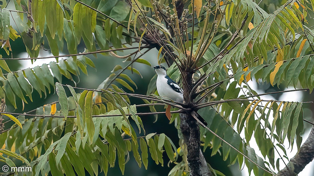 Black-browed Triller - Mario Martin