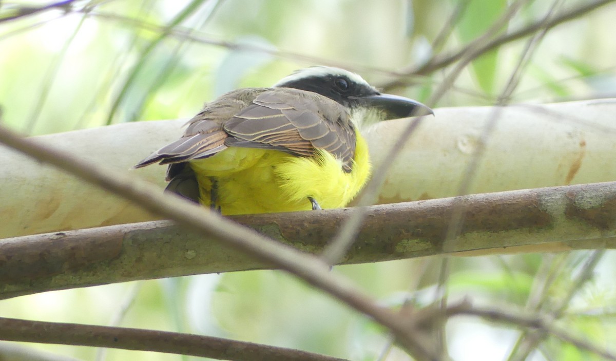 Boat-billed Flycatcher - ML622350442