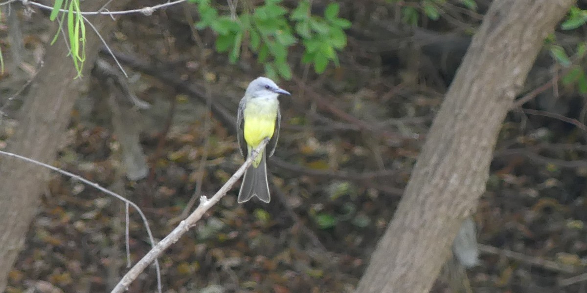 Tropical Kingbird - ML622350449