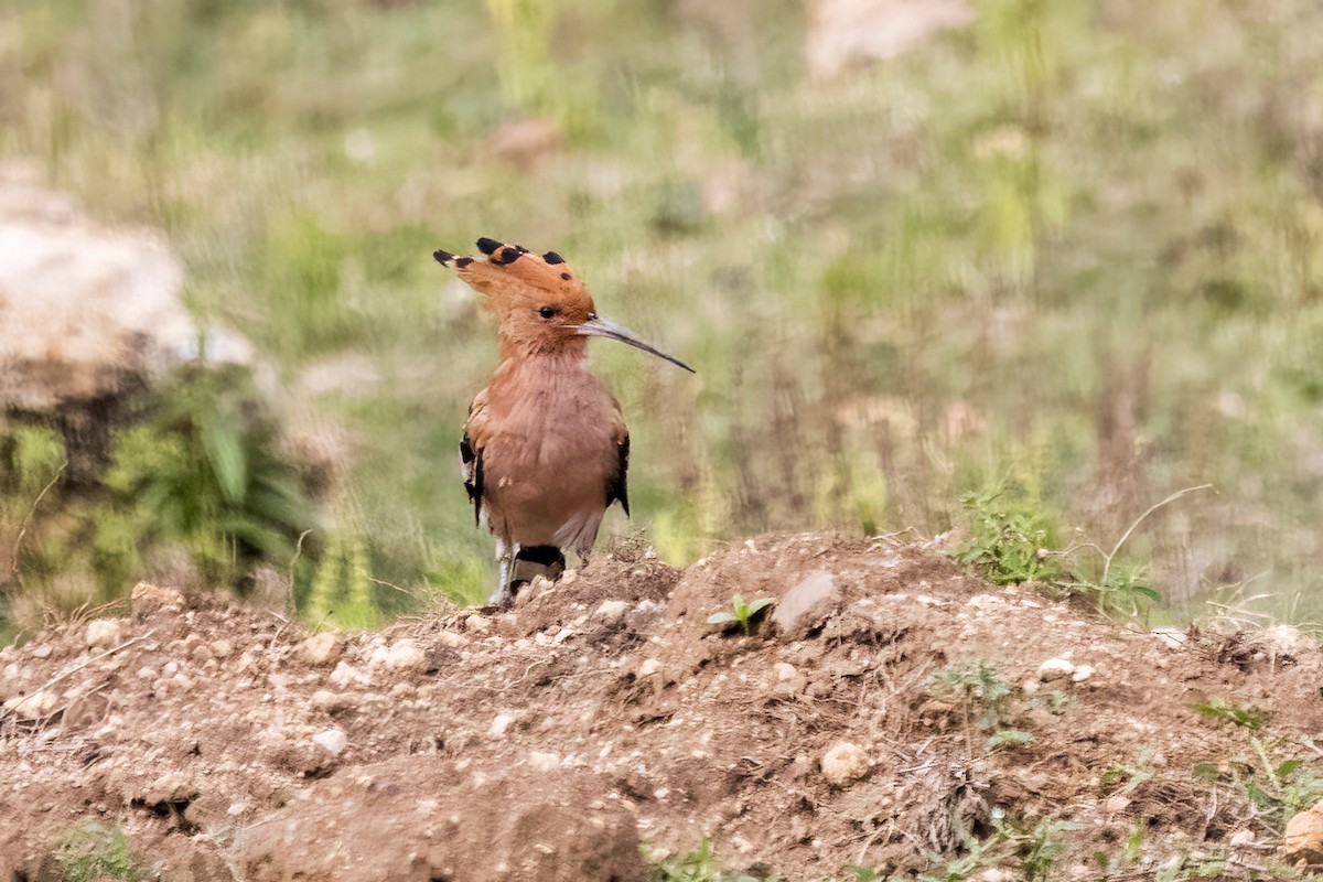 Abubilla Común - ML622350488