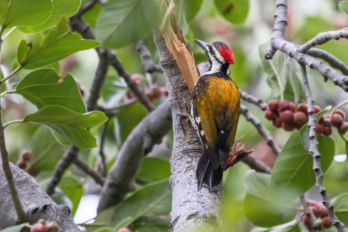 Black-rumped Flameback - ML622350503