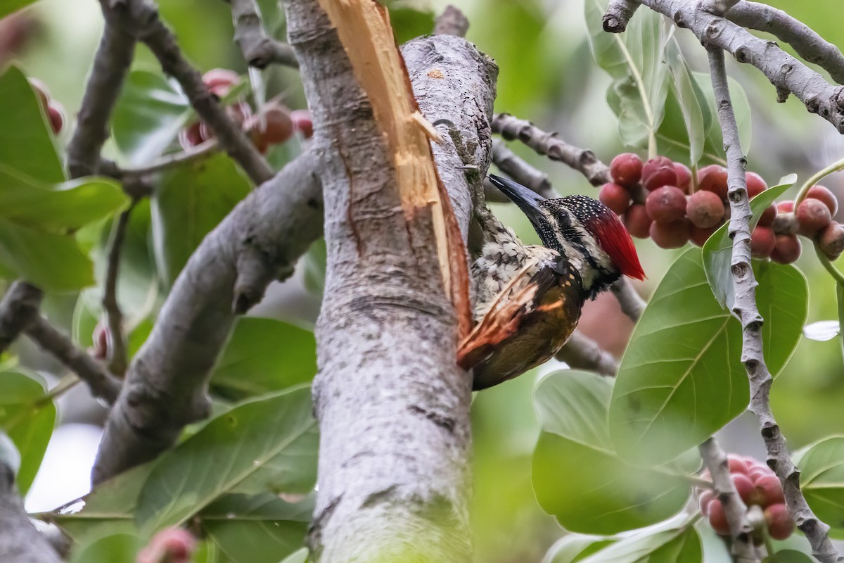 Black-rumped Flameback - Ravi Jesudas