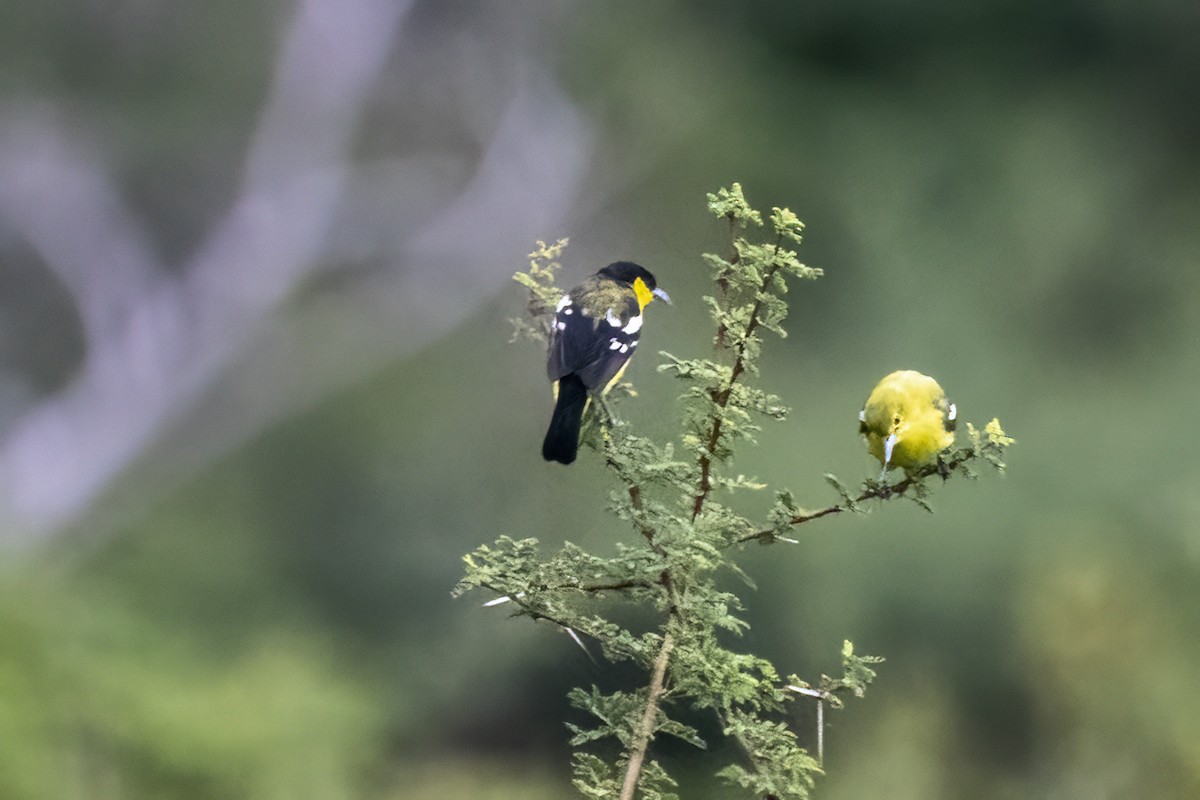 Common Iora - ML622350506