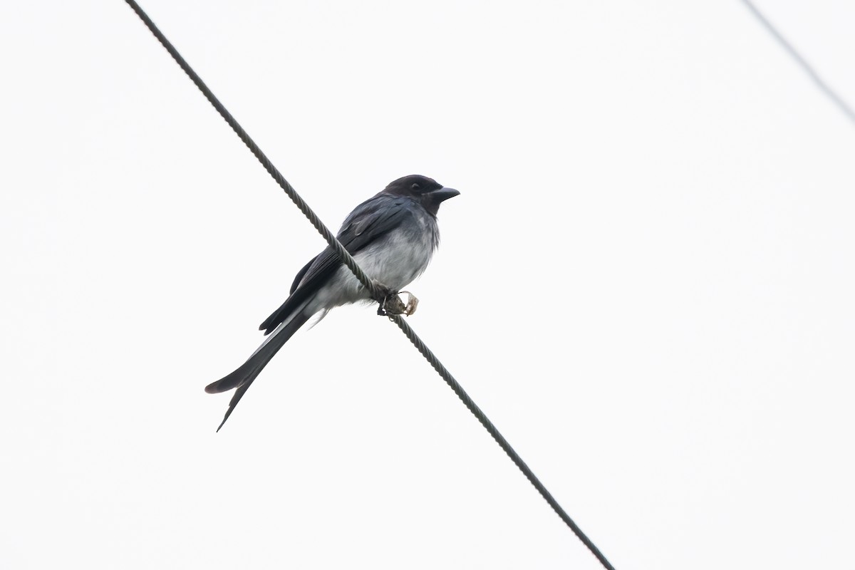 Drongo Ventriblanco - ML622350521