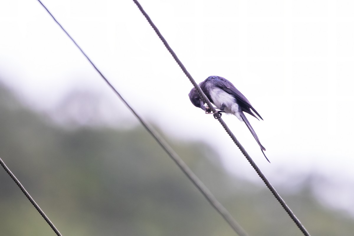 White-bellied Drongo - ML622350522