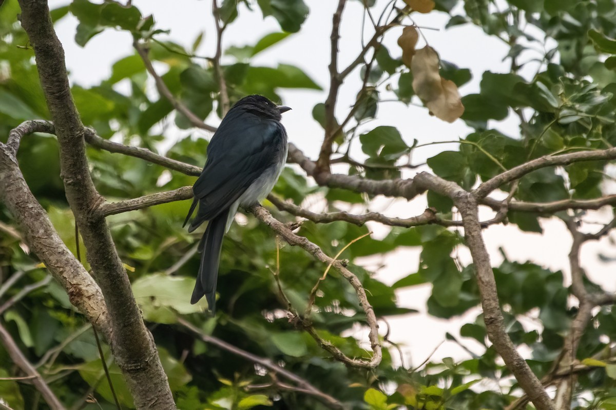 Drongo Ventriblanco - ML622350523