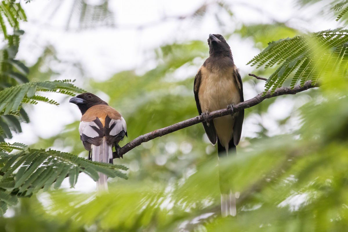 Rufous Treepie - ML622350527