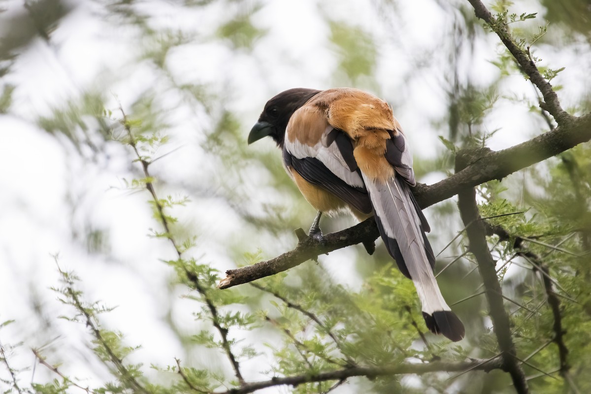 Rufous Treepie - ML622350529