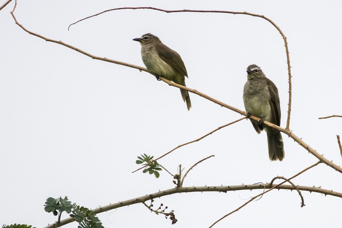 White-browed Bulbul - ML622350534