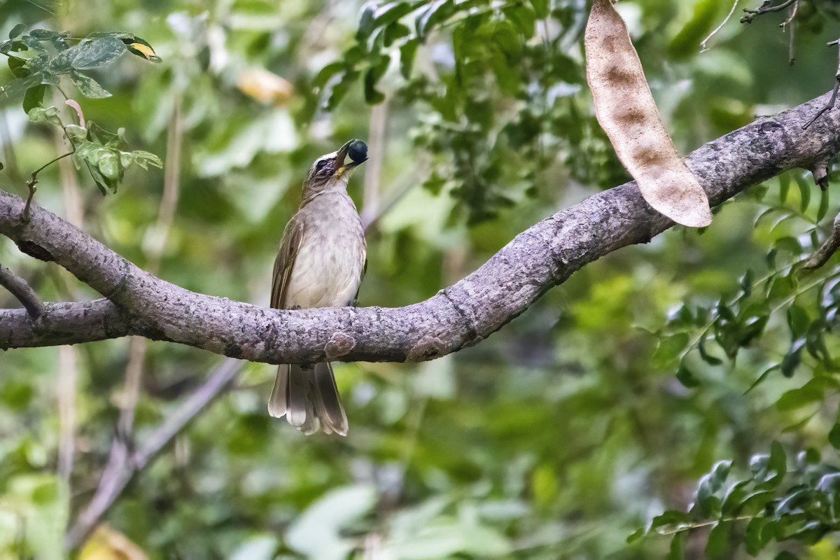 Bulbul Cejiblanco - ML622350535