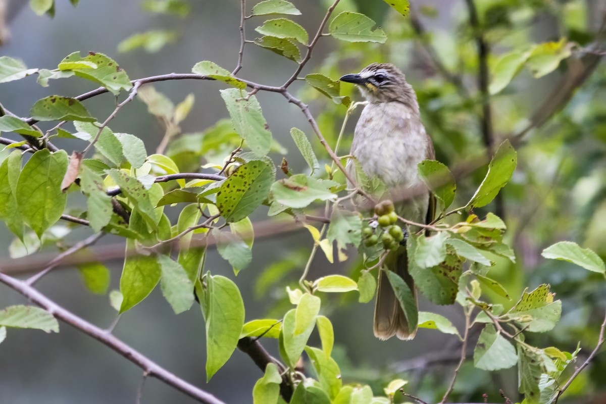 White-browed Bulbul - ML622350536