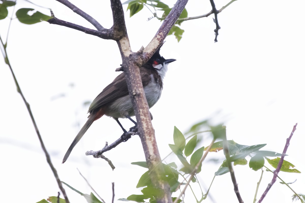 Red-whiskered Bulbul - ML622350537