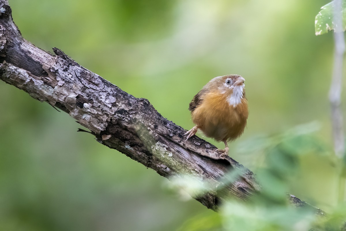 Tawny-bellied Babbler - ML622350540