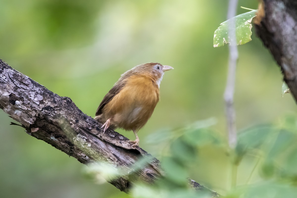 Tawny-bellied Babbler - ML622350541