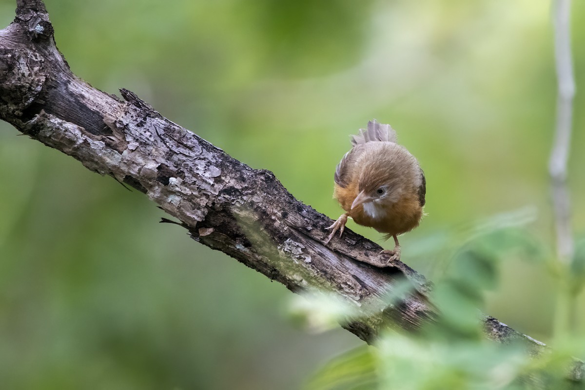 Tawny-bellied Babbler - ML622350542