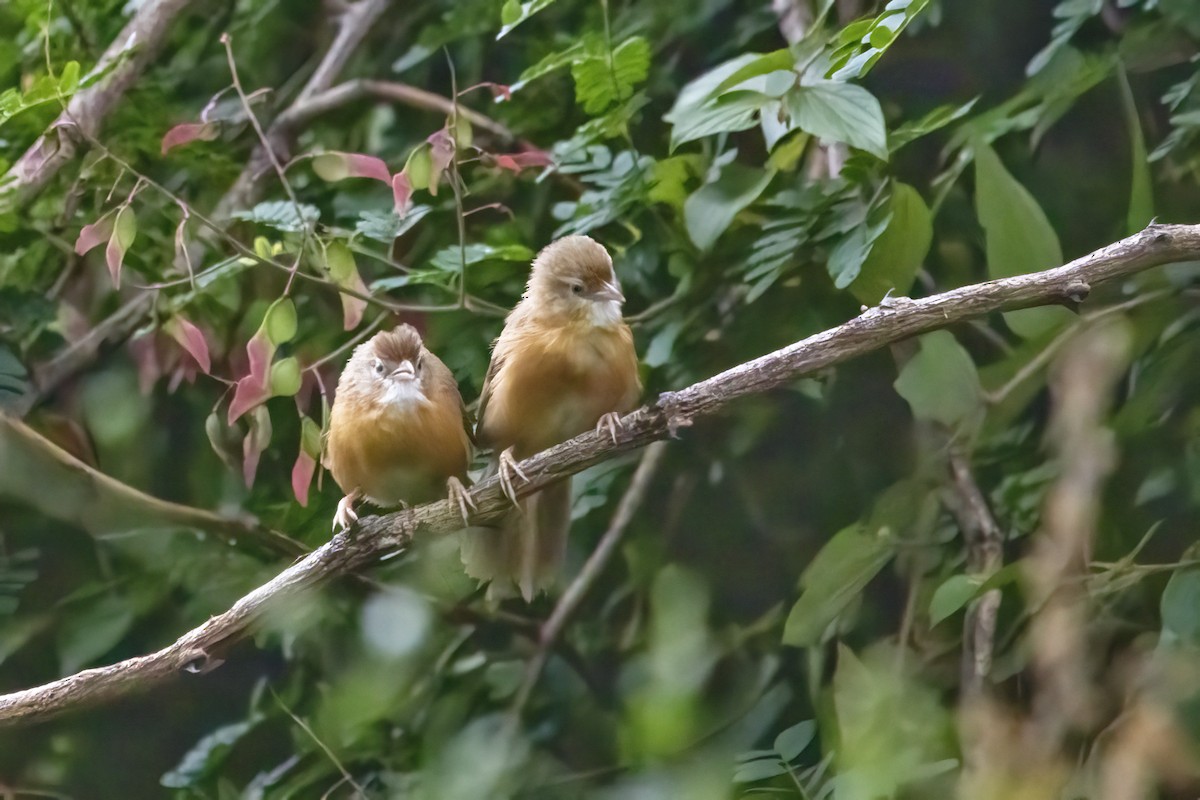 Tawny-bellied Babbler - ML622350543