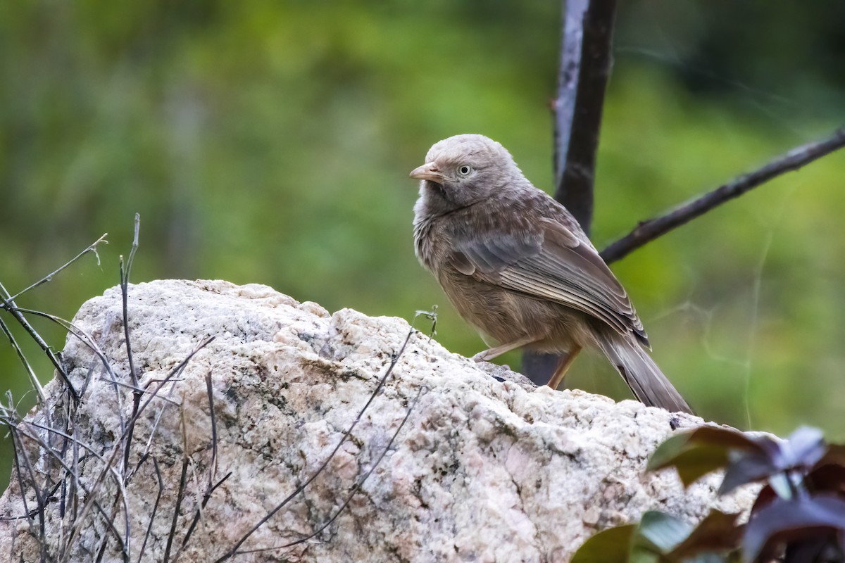 Yellow-billed Babbler - ML622350544