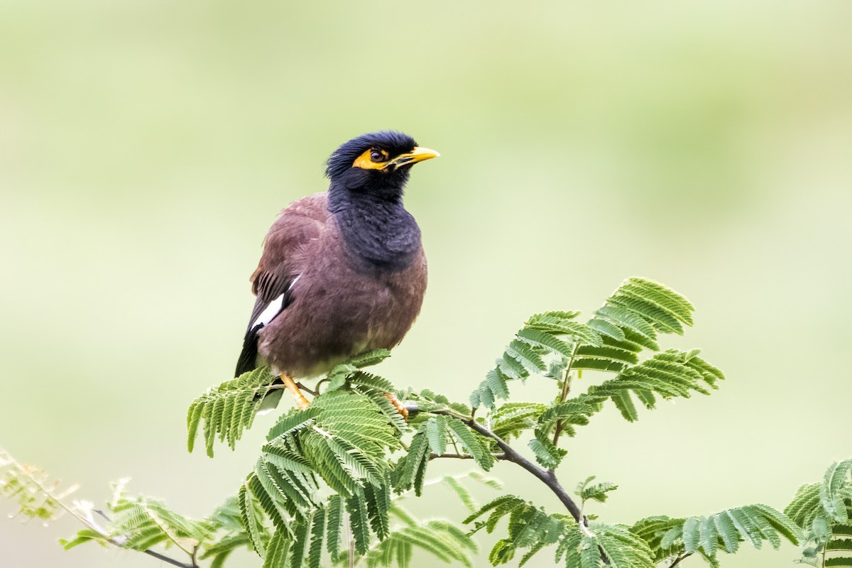 Common Myna - ML622350546