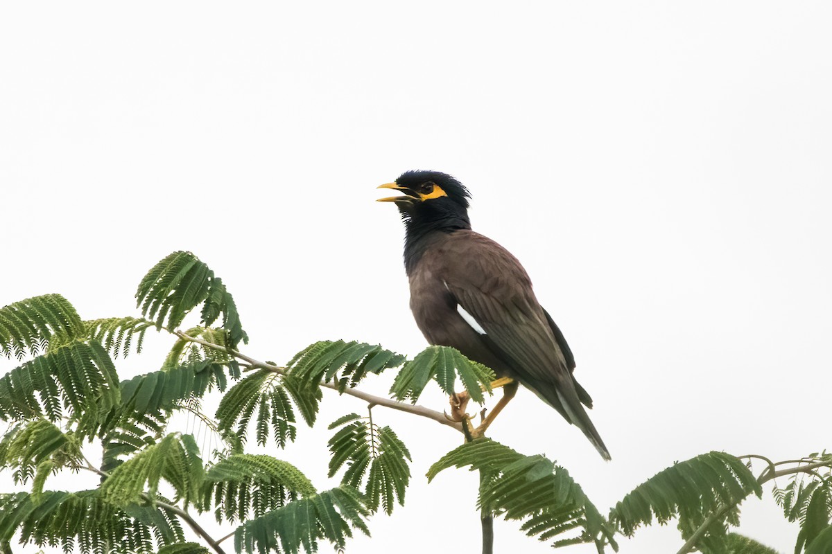 Common Myna - ML622350547