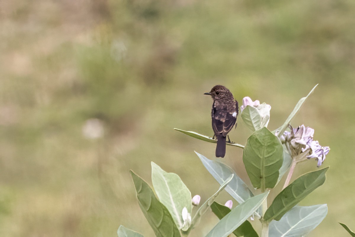 Pied Bushchat - ML622350555