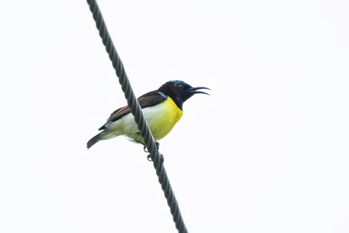 Purple-rumped Sunbird - ML622350560