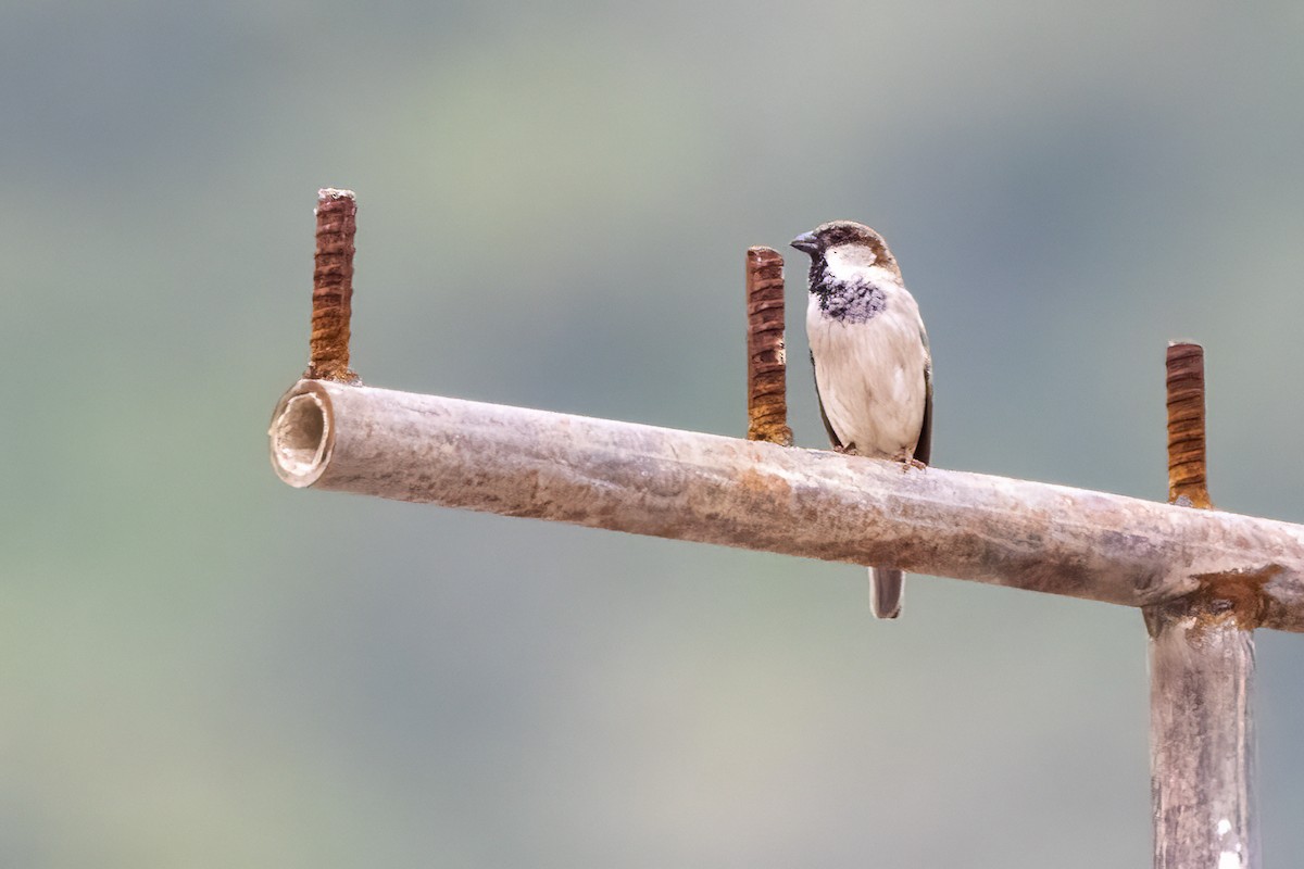 House Sparrow - ML622350566