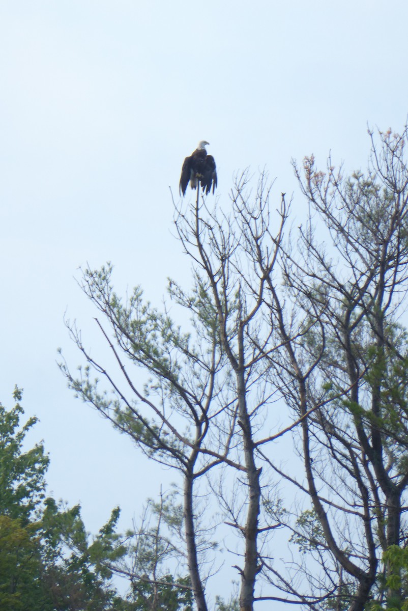 Bald Eagle - ML622350591