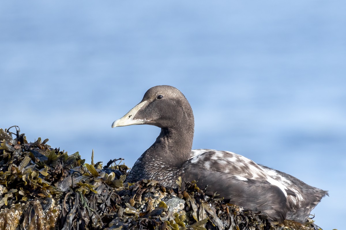 Common Eider (Eurasian) - ML622350597