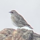 Horned Lark - ML622350624