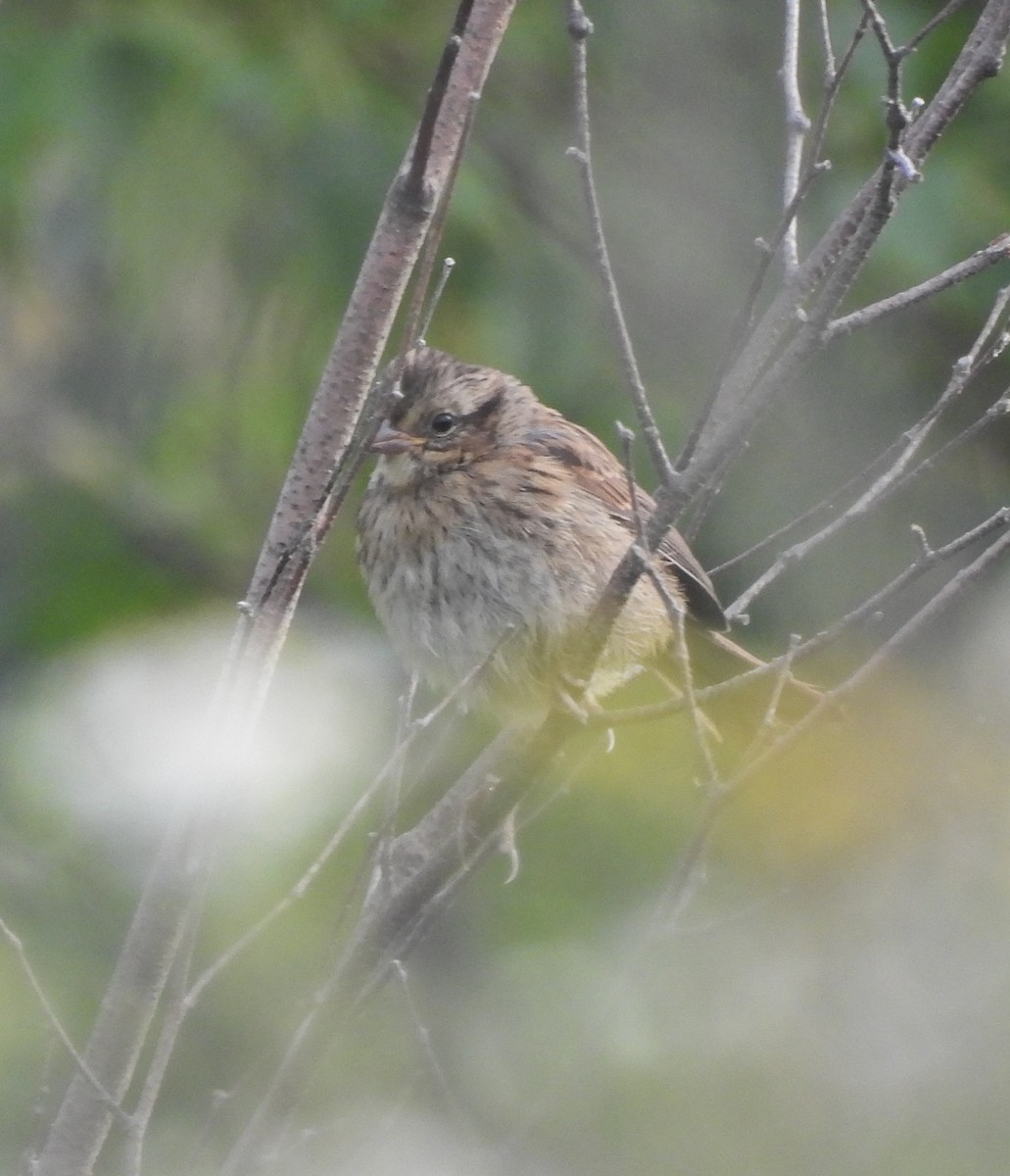 Lincoln's/Swamp Sparrow - ML622350650
