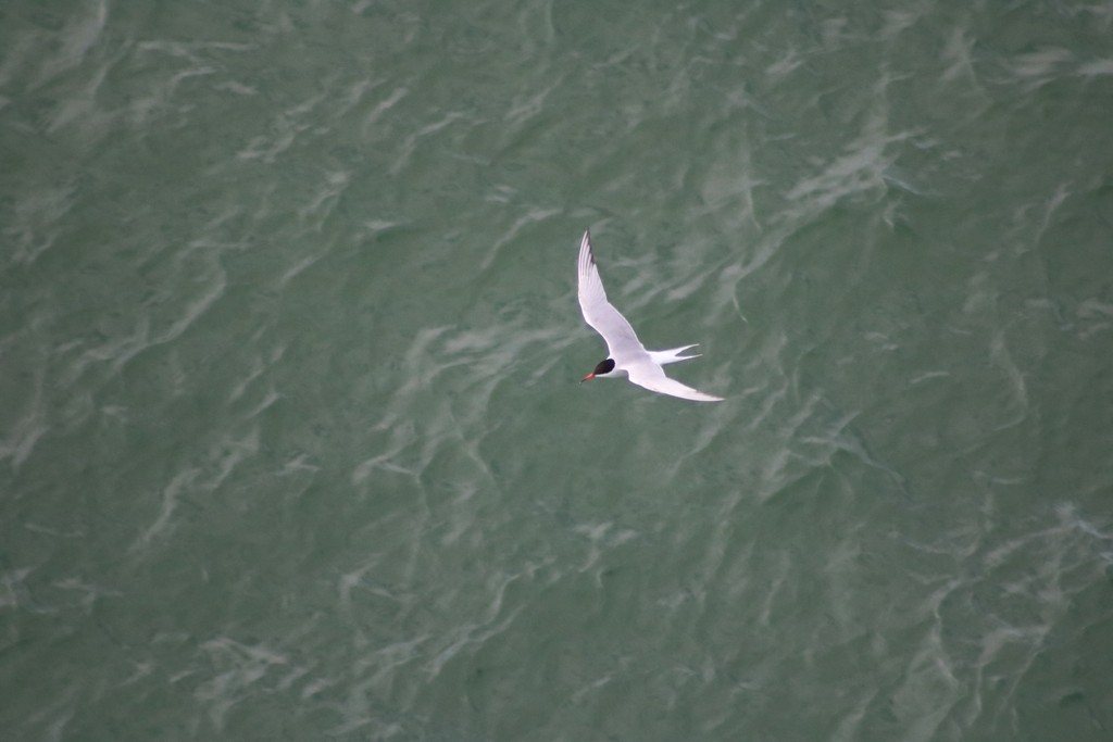 Common Tern - ML622350658