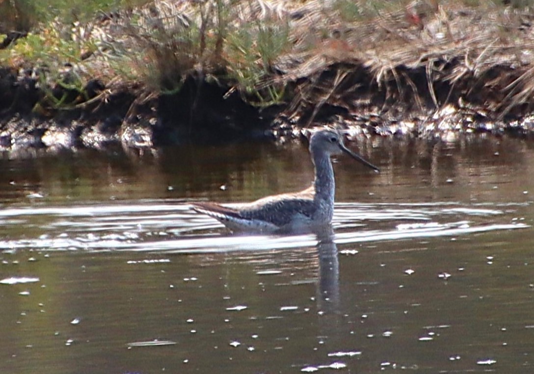 Greater Yellowlegs - ML622350671