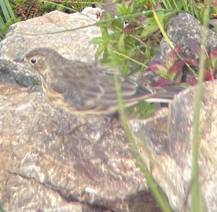 American Pipit - ML622350693