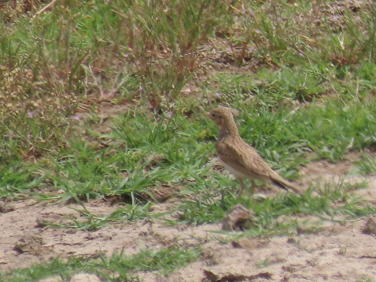 Turkestan Short-toed Lark - ML622350695