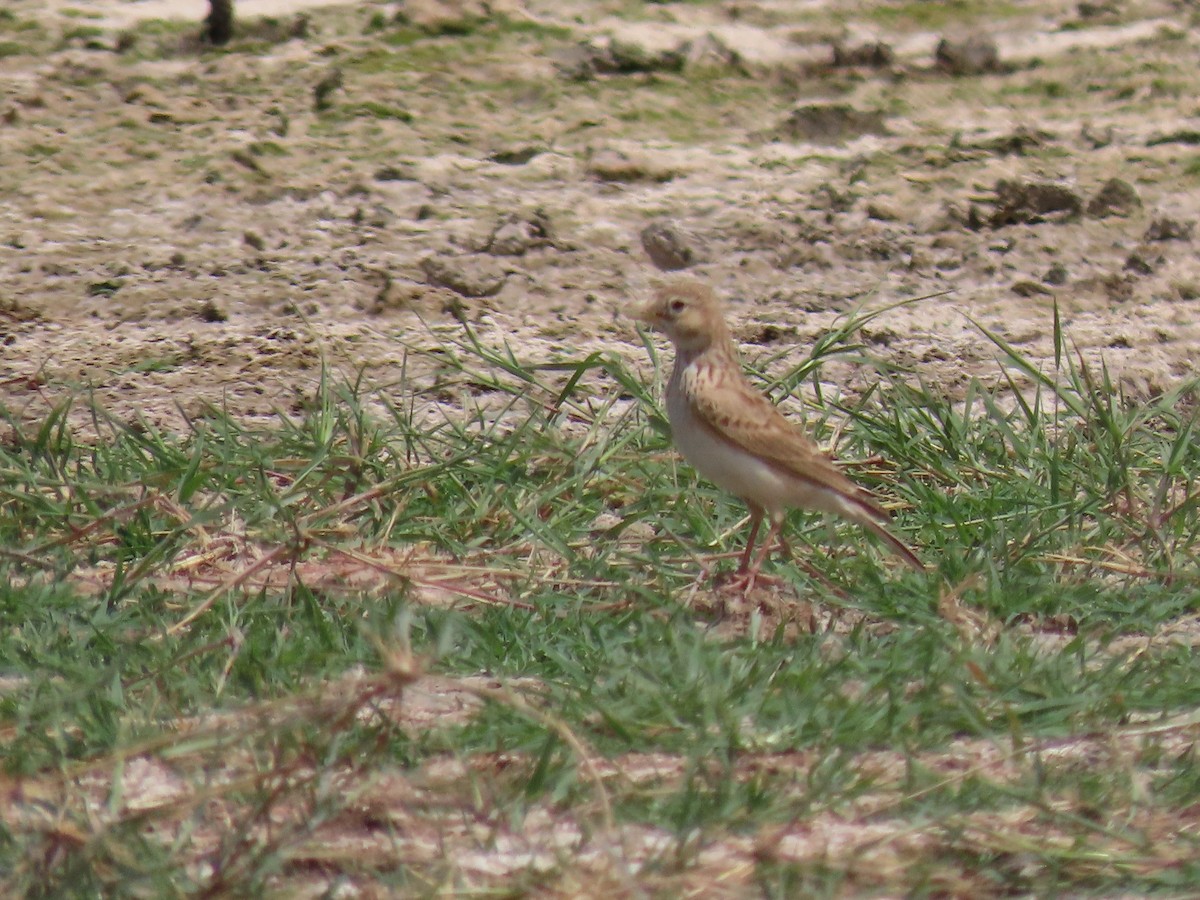 Turkestan Short-toed Lark - ML622350696