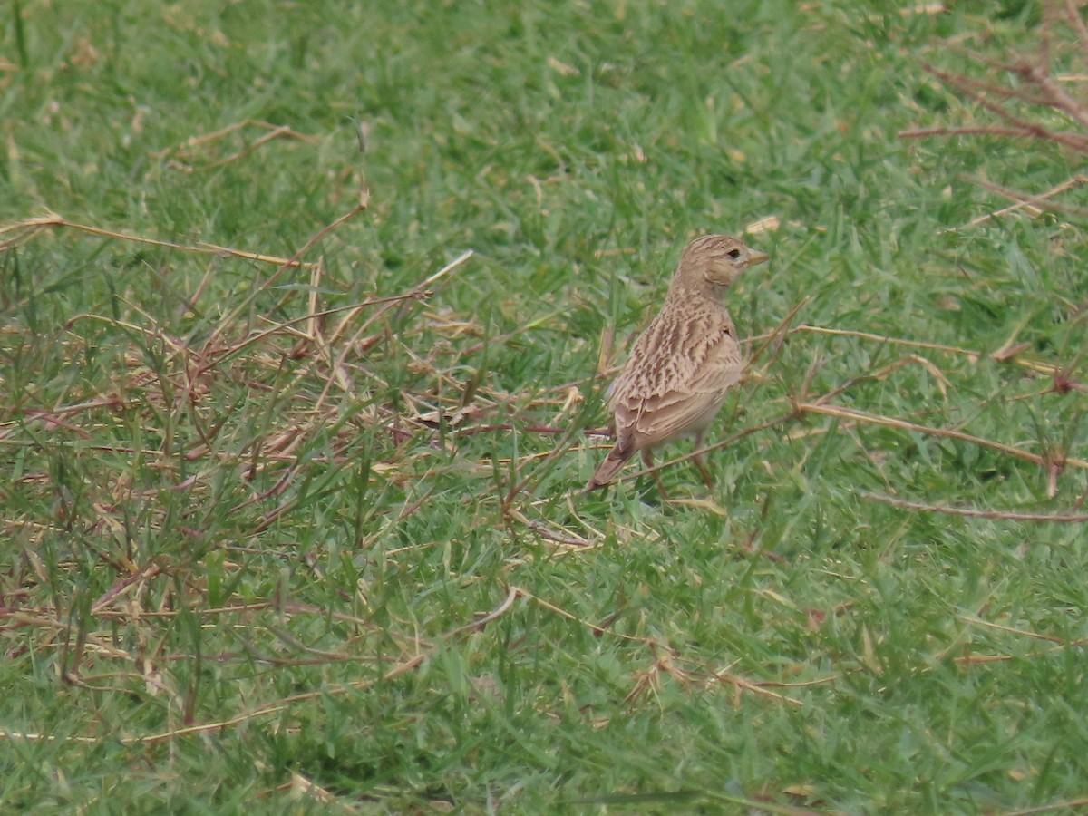 Turkestan Short-toed Lark - Alireza Kiani nejad