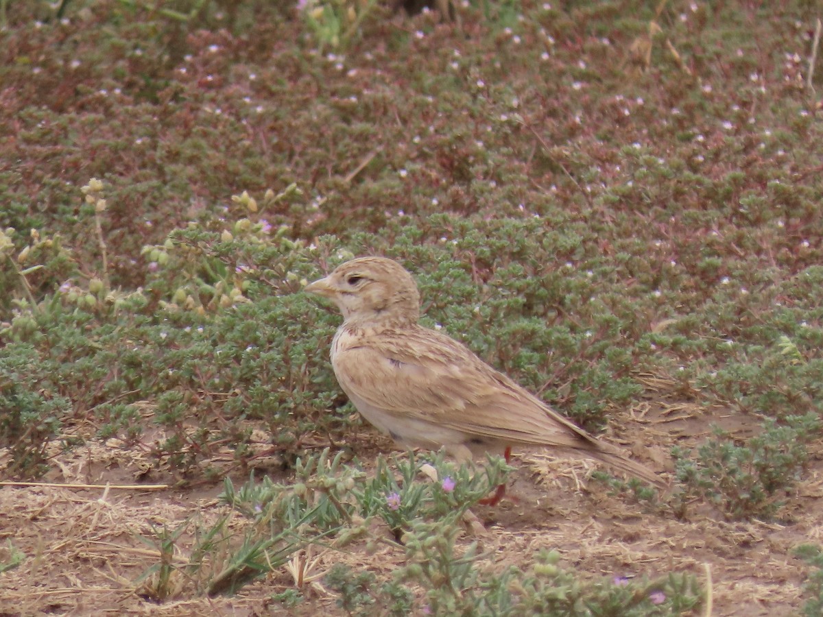 Turkestan Short-toed Lark - Alireza Kiani nejad