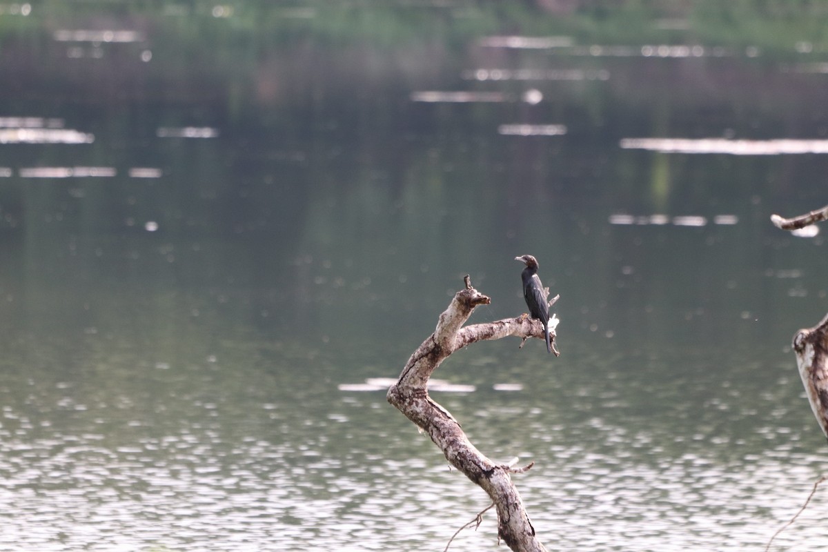 Indian Cormorant - ML622350733