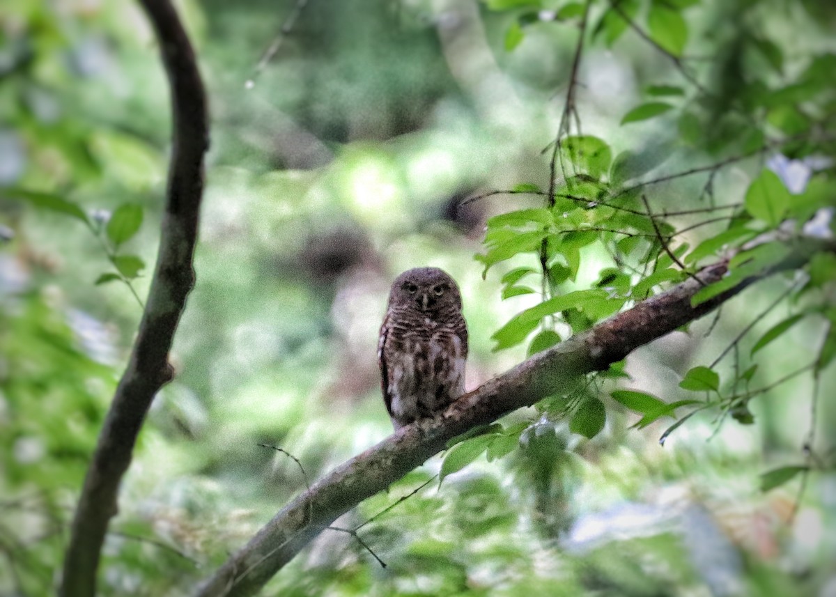 Asian Barred Owlet - ML622350741